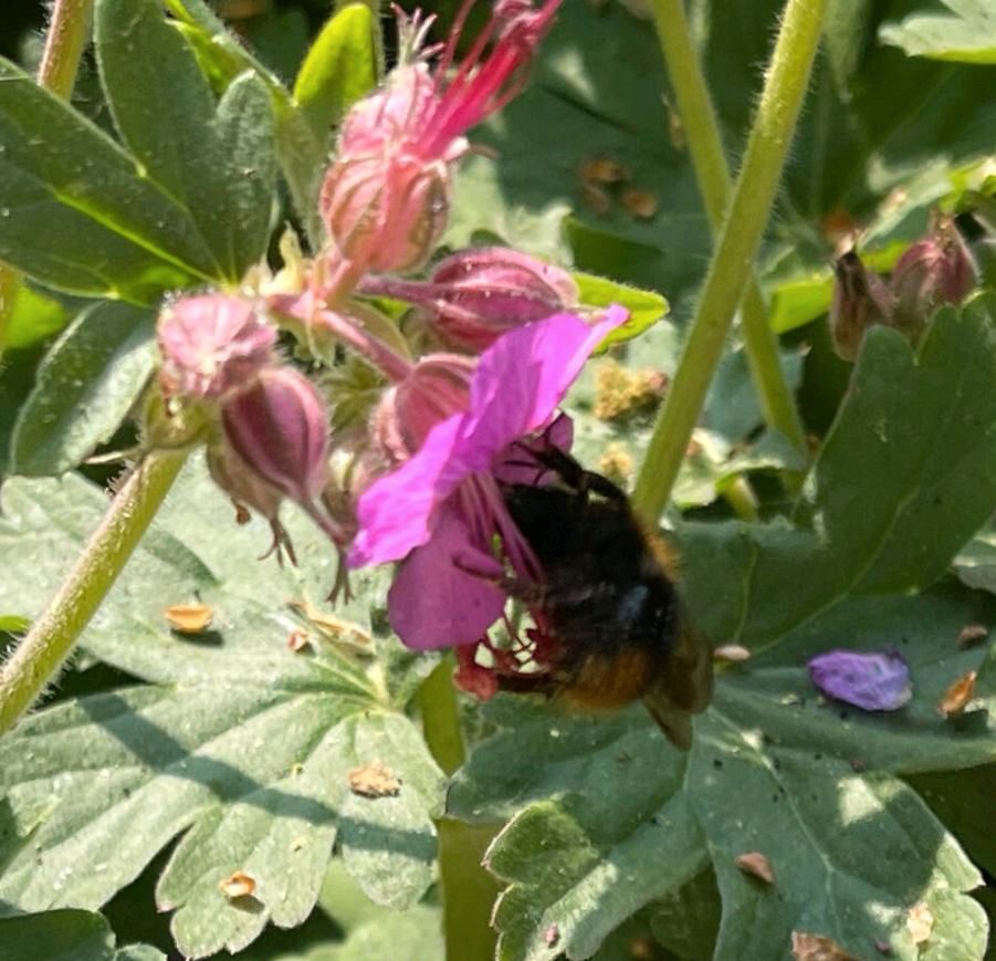 Balkan Storchenschnabel winterhart Gartenpflanzen Beetpflanzen in Triftern