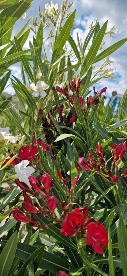 Nerium Oleander rot und weiß in Delbrück