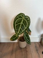 Anthurium Papi x Magnificum Nordrhein-Westfalen - Siegburg Vorschau