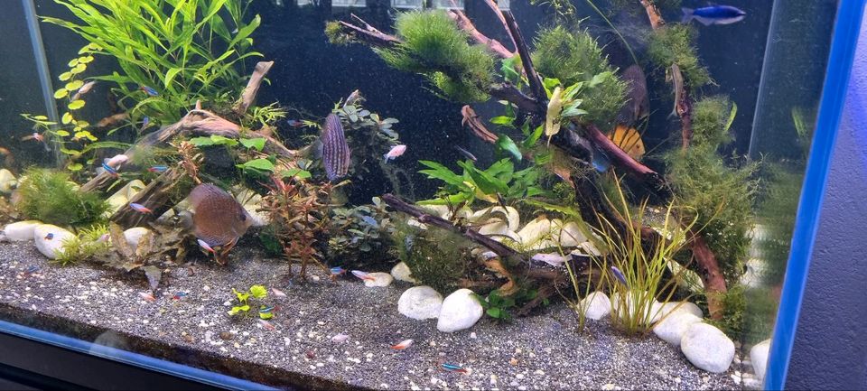 Aquarium Gestaltung und Pflege in Fronreute