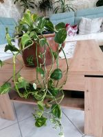 Philodendron zu verkaufen Sachsen - Döbeln Vorschau