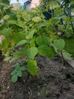 Schneebaldhortensie Niedersachsen - Braunschweig Vorschau