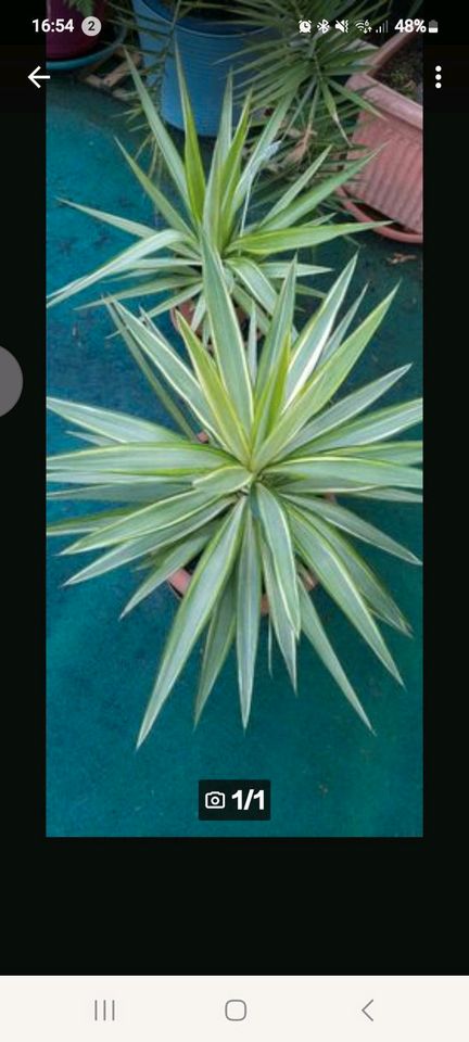 Pflanze Streifenyucca ca 40-50 cm8 in Weißenfels