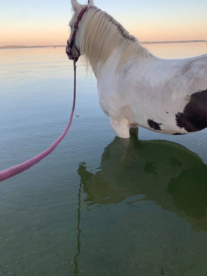 Urlaub mit eigenem Pferd direkt am Plauer See in Fünfseen