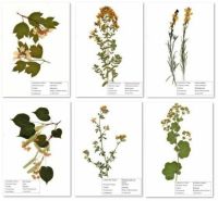 Herbarium 30 Pflanzen frei wählbar aus 155 Pflanzenarten Niedersachsen - Grasberg Vorschau