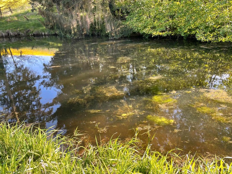 Teich/ Fischteich zu verpachten in Northeim