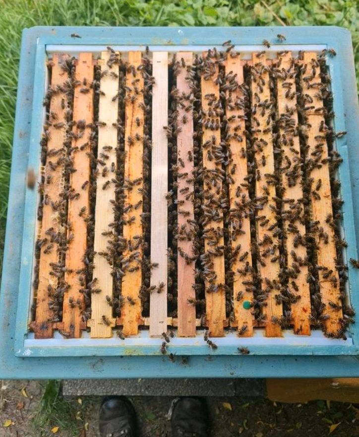 Wirtschaftsvolk, Bienenvolk, Deutsch Normal Bienen in Dortmund