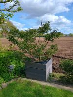 Formgehölz Taxus Eibe Pompon Niedersachsen - Bakum Vorschau