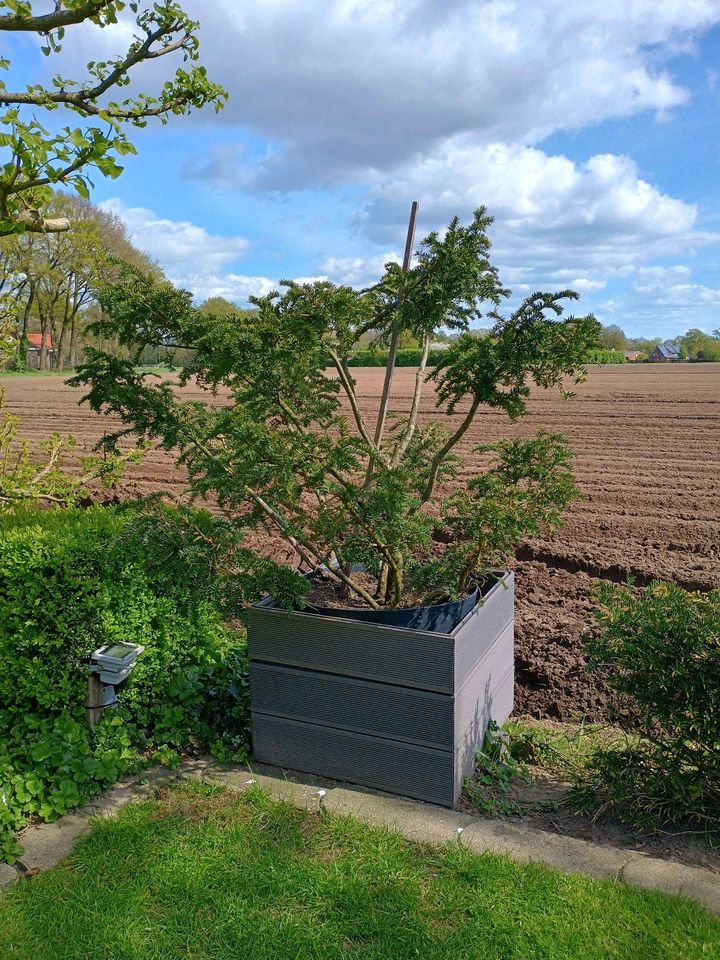 Formgehölz Taxus Eibe Pompon in Bakum