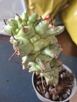 Euphorbia ritchiei im 6,5 cm topf Nordrhein-Westfalen - Altenberge Vorschau