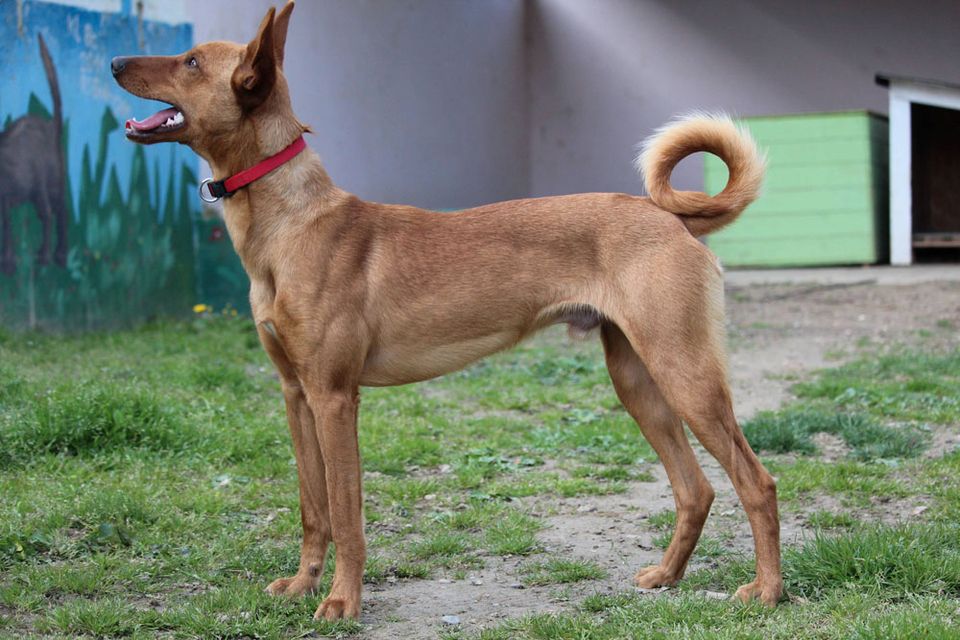 Podenco Mischling Derio- Frechdachs will die Welt erkunden in Emmendingen