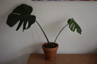 Giant Monstera Deliciosa Rheinland-Pfalz - Kaiserslautern Vorschau