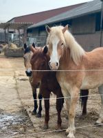 Paddockboxen frei Nordrhein-Westfalen - Korschenbroich Vorschau