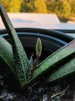 Gasteria bicolor- Sukkulente- Pflegeleichte Zimmerpflanze Sachsen - Thum Vorschau