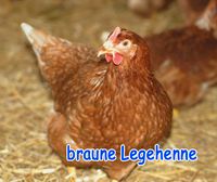 Legehennen Tetra Huhn Hühner Henne Hybridhuhn Hybriden Rheinland-Pfalz - Niedert Vorschau