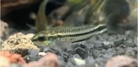 Corydoras pygmeus Aquariumfisch Minifisch Nordrhein-Westfalen - Krefeld Vorschau