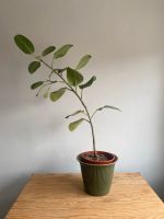 Ficus Audrey Zimmerpflanze Niedersachsen - Hilter am Teutoburger Wald Vorschau