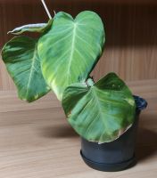 Philodendron nanegalense West - Schwanheim Vorschau