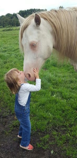 Perlino Welsh D Cob Deckhengst sucht Pflegebeteiligung!⭐️ in Itzehoe