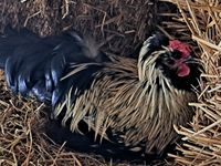 Pawloskaja Hahn Haubenhuhn russisch Bayern - Pliening Vorschau