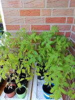 Tomatenpflanzen Niedersachsen - Ostrhauderfehn Vorschau