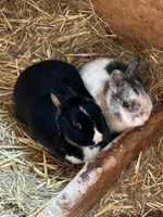 Ich verkaufe meine Kaninchen Nordrhein-Westfalen - Hamm Vorschau