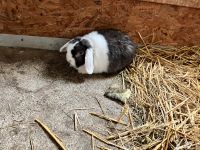 Minilop Weibchen Bayern - Rennertshofen Vorschau