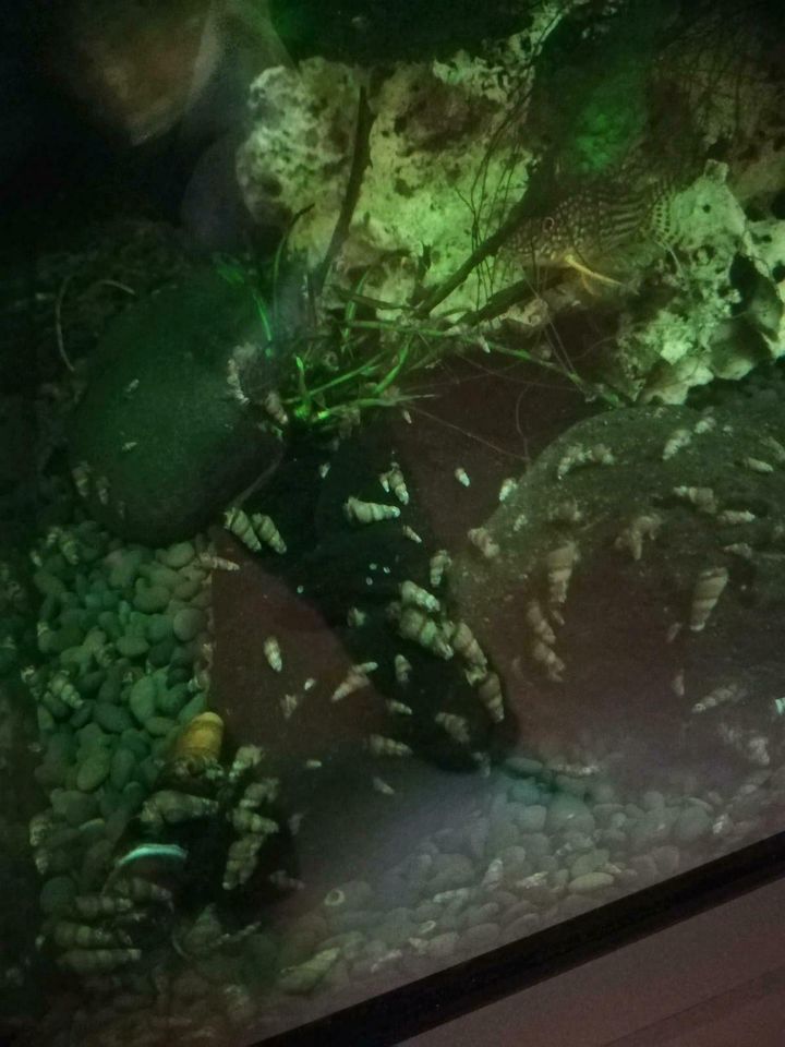 Turmdeckelschnecken nützliche Schnecken Aquarium Zierfische in Leipzig