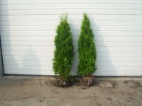 thuja smaragd 100-120cm edelthuja immergrün premium lebensbaum Lingen (Ems) - Wachendorf Vorschau