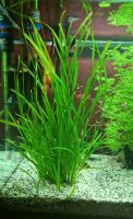 Vallisneria Pflanze Aquarium Höhe ca. 40cm Wasserpflanze Fische Brandenburg - Potsdam Vorschau