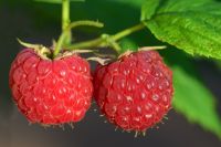 Himbeeren (Pflanzen) - superleckere Beeren selber ernten Nordrhein-Westfalen - Bergisch Gladbach Vorschau