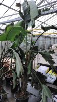 Baumstrelitzie Strelitzia nicolai 3-3,5m weiße Paradiesvogelblume Nordrhein-Westfalen - Nordkirchen Vorschau