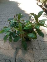 Viburnum davidii Immergrüner Schneeball Nordrhein-Westfalen - Simmerath Vorschau