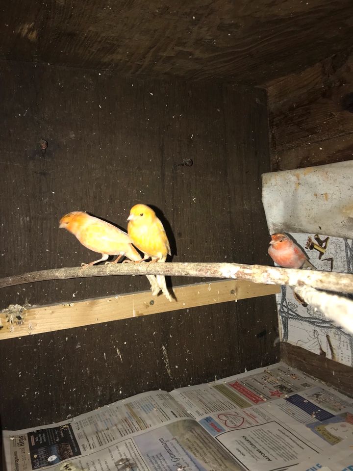 Kanarienvögel- W— M in Mauritz