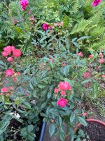 2 wunderschöne Rosen rosa/pink ca. 80/90 cm winterhart Niedersachsen - Vechelde Vorschau