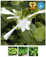 Hosta grandiflora Pflanze Staude stark duftend weise Blüte Funkie Baden-Württemberg - Heidelberg Vorschau