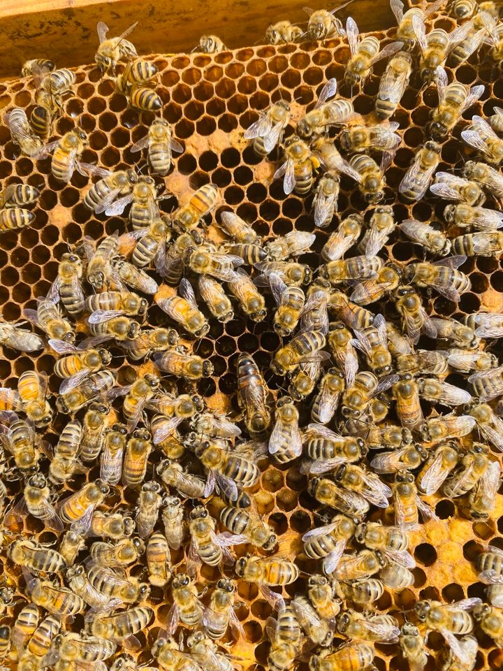 2x Carnica Bienen Bienenvölker Wirtschaftsvölker DNM in Beiersdorf-Freudenberg