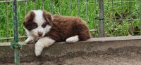 Miniatur,  Toy,  Mini  Australian Shepherd Essen - Essen-Werden Vorschau