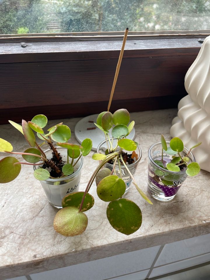 Pilea Ableger, chinesischer Geldbaum in Hamburg