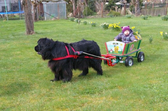 Hundewagen Komplett mit Geschirr, Bollerwagen, Anleitung 100 cm in Wallersdorf