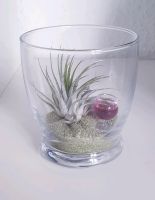 Luftpflanze Airplant Tillandsia im Glas Schleswig-Holstein - Schuby Vorschau