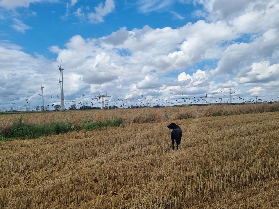 Labrador Retriever in Berlin