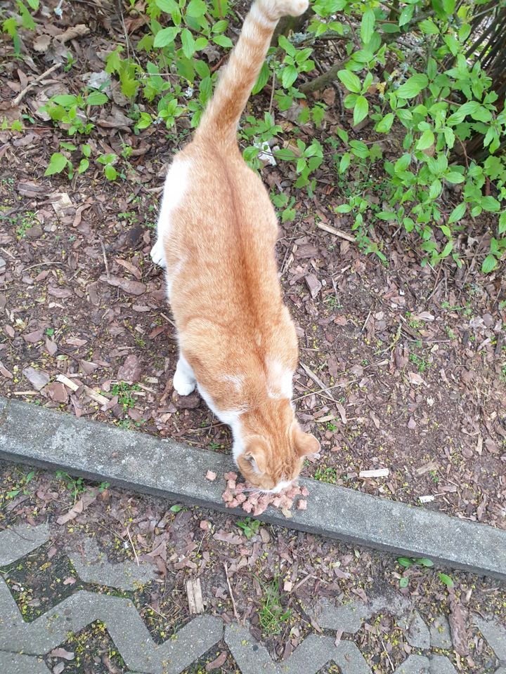 Wer kennt diese Katze /vermutlich kastrierter Kater?? in Wittstock/Dosse