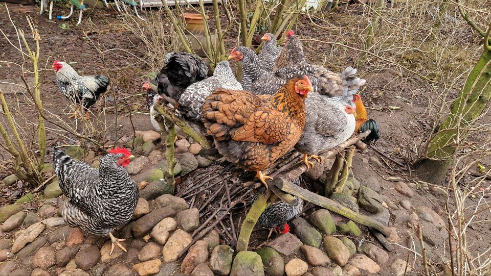 10 Bruteier Zwergwyandotten bunt Zwerg Wyandotten Huhn Ei Eier in Nordholz