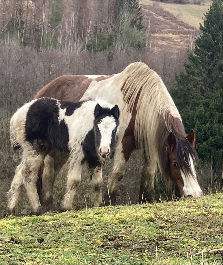 Tinkerstutfohlen in Schwarzenbach am Wald