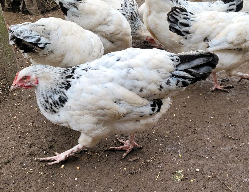 Sundheimer Junghähne reinrassig in Heinsberg