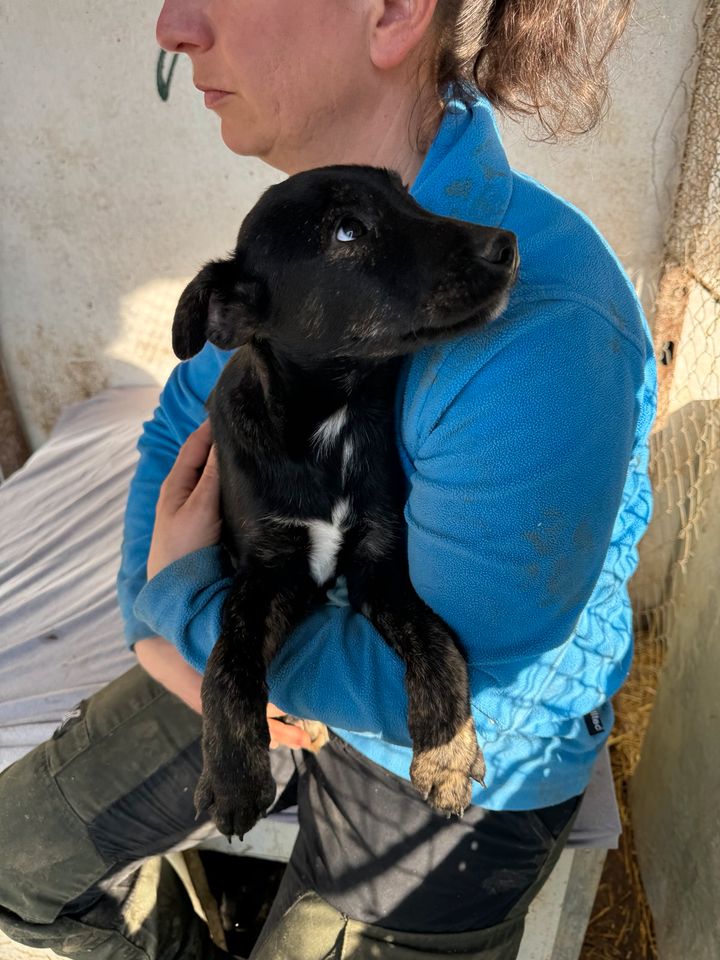 Neugieriger HENRY ❤ aus dem Tierschutz wartet auf seine Menschen in Möckern