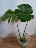 Monstera Ableger bewurzelt Innenstadt - Köln Altstadt Vorschau