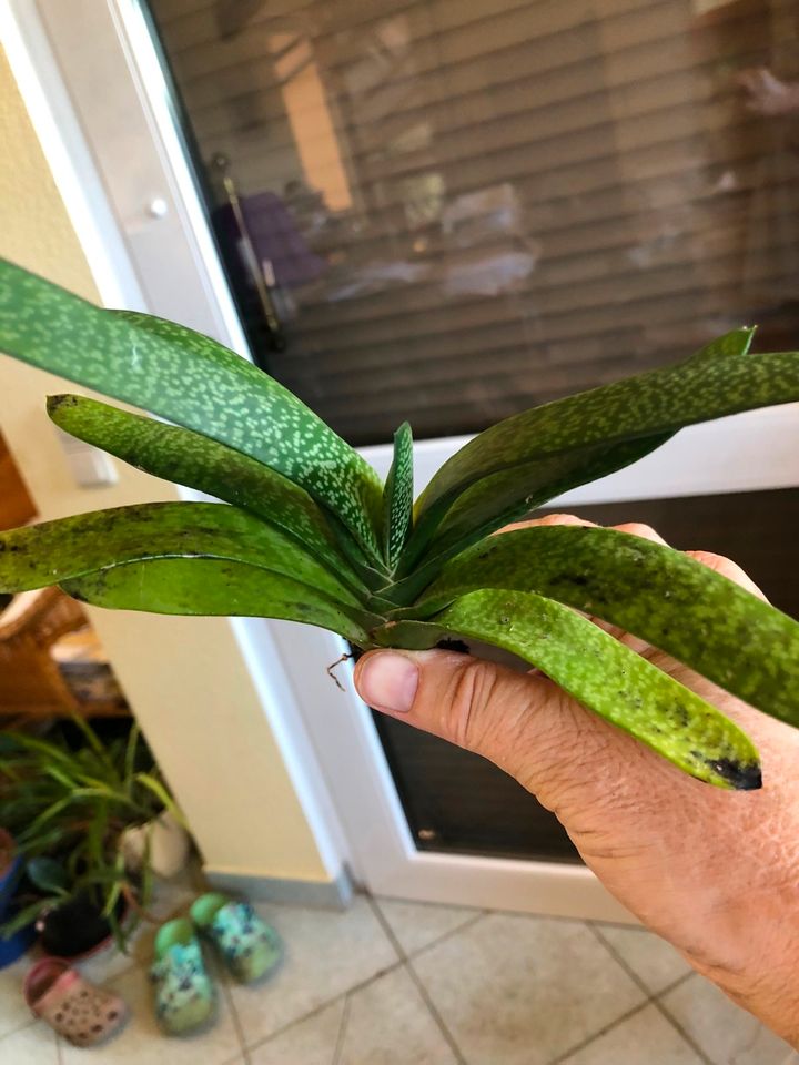 Gasterie - Gasteria verrucosa in Pausa/Vogtland