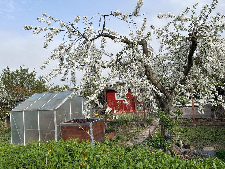 Garten,pachtgarten,pachtland,grüne Oase in Dresden